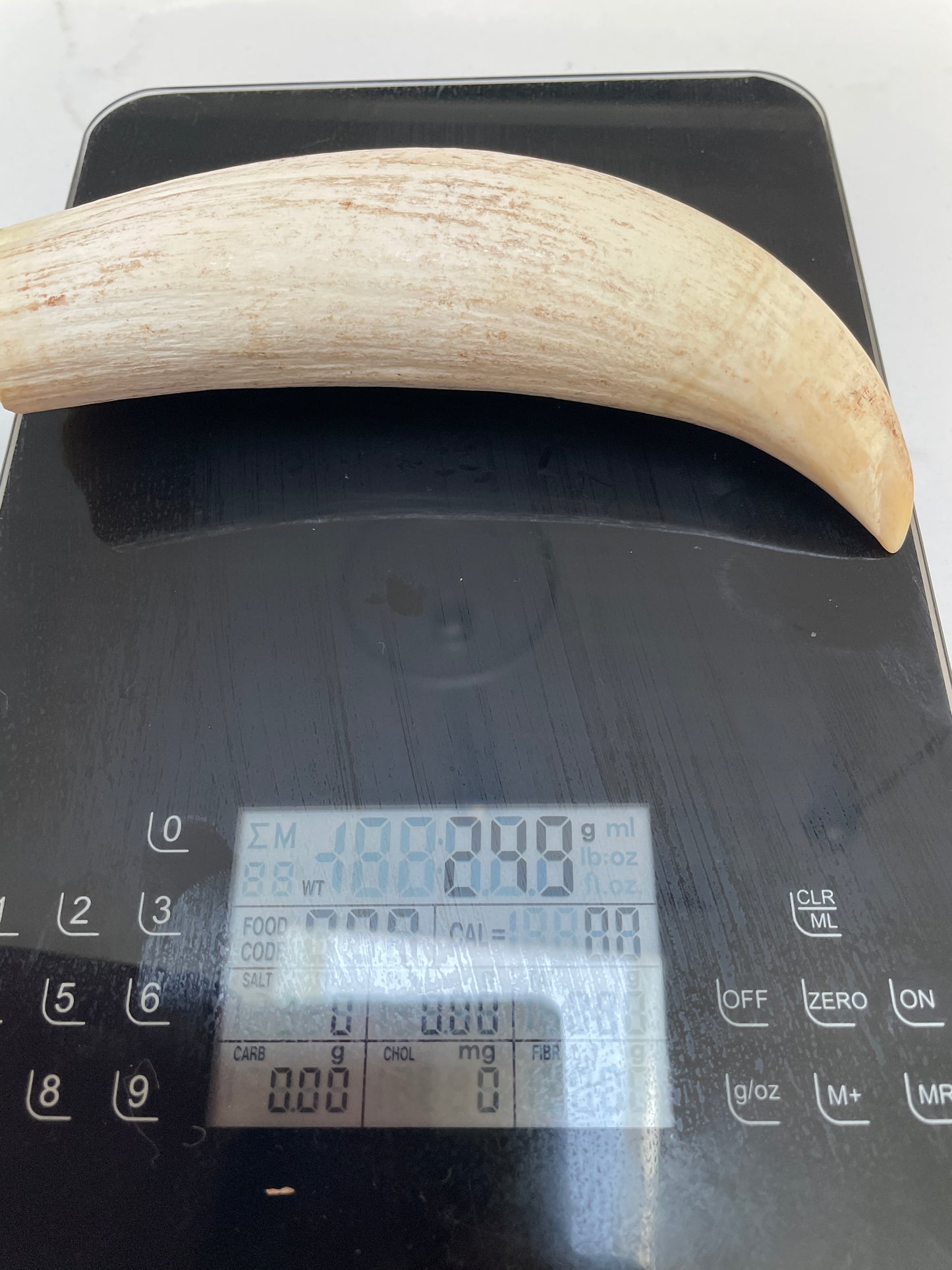 Large Unpolished Sperm Whale Tooth