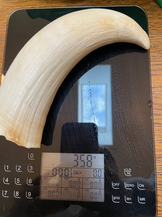 Large Unpolished Curved Sperm Whale Tooth