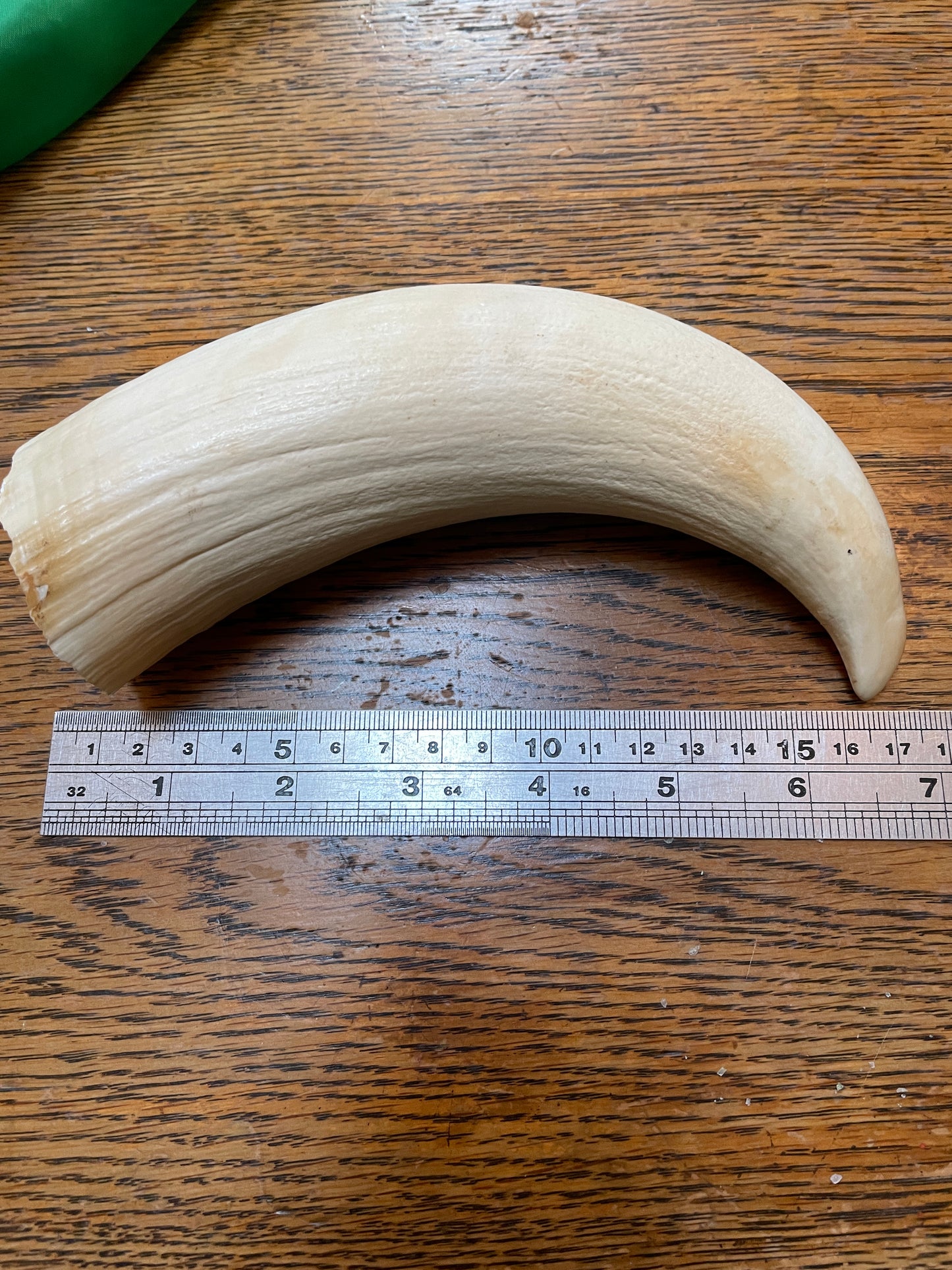 Large Unpolished Curved Sperm Whale Tooth