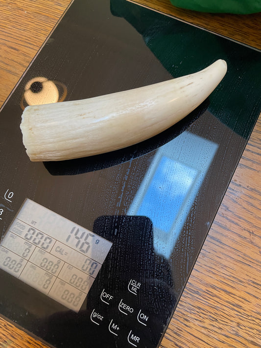 Unpolished Sperm Whale Tooth