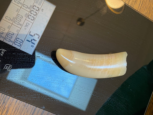 Unique Polished Sperm Whale Tooth