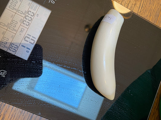 Polished Sperm Whale Tooth