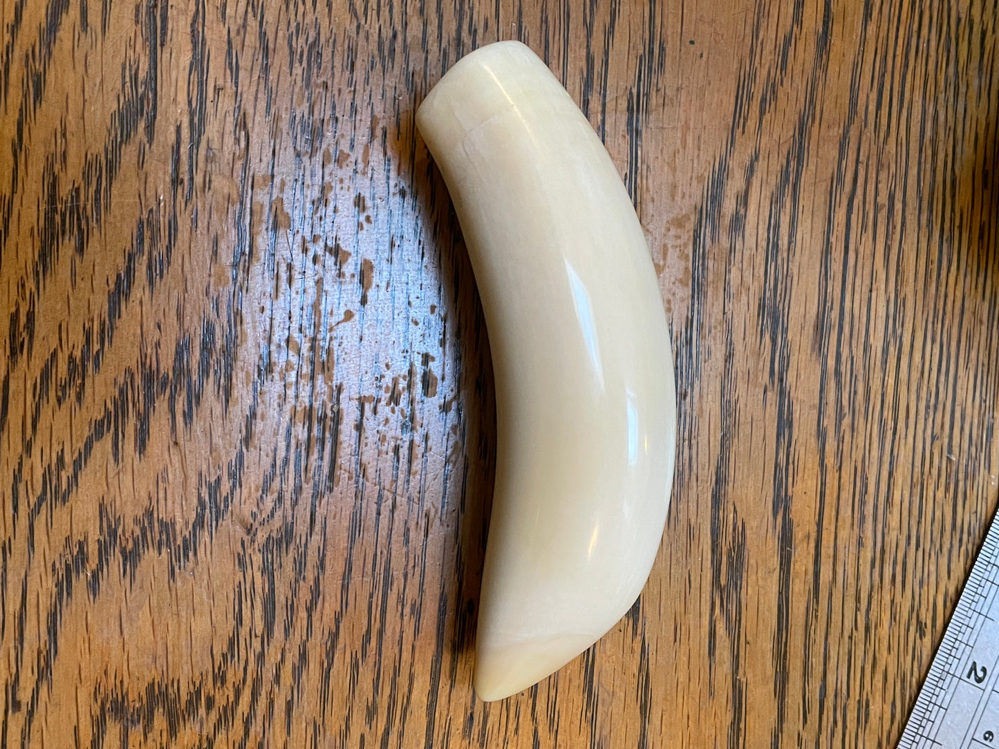 Polished Sperm Whale Tooth