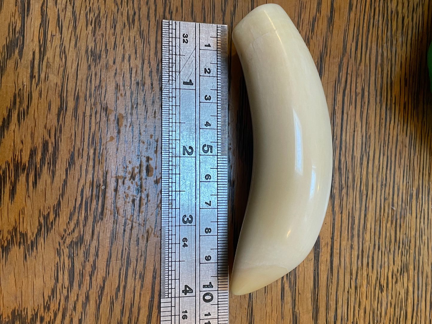 Polished Sperm Whale Tooth