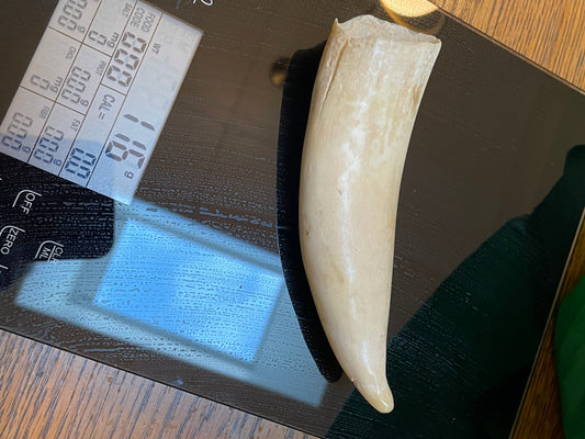 Unusual Semi Polished Sperm Whale Tooth