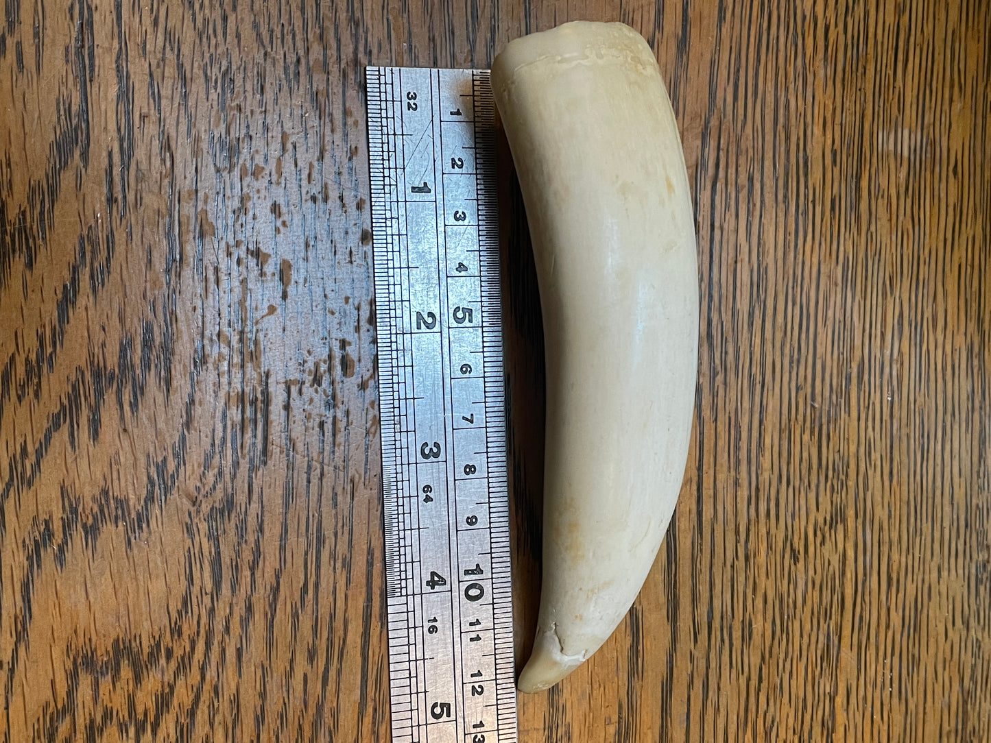 Unusual Semi Polished Sperm Whale Tooth