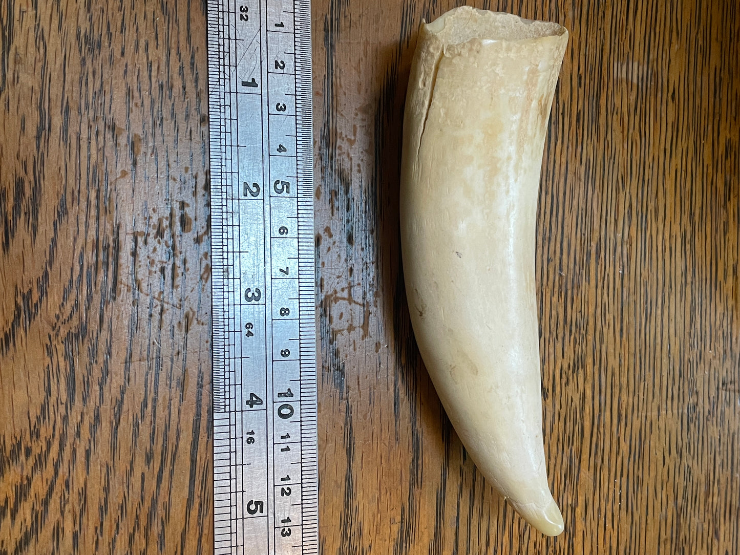 Unusual Semi Polished Sperm Whale Tooth