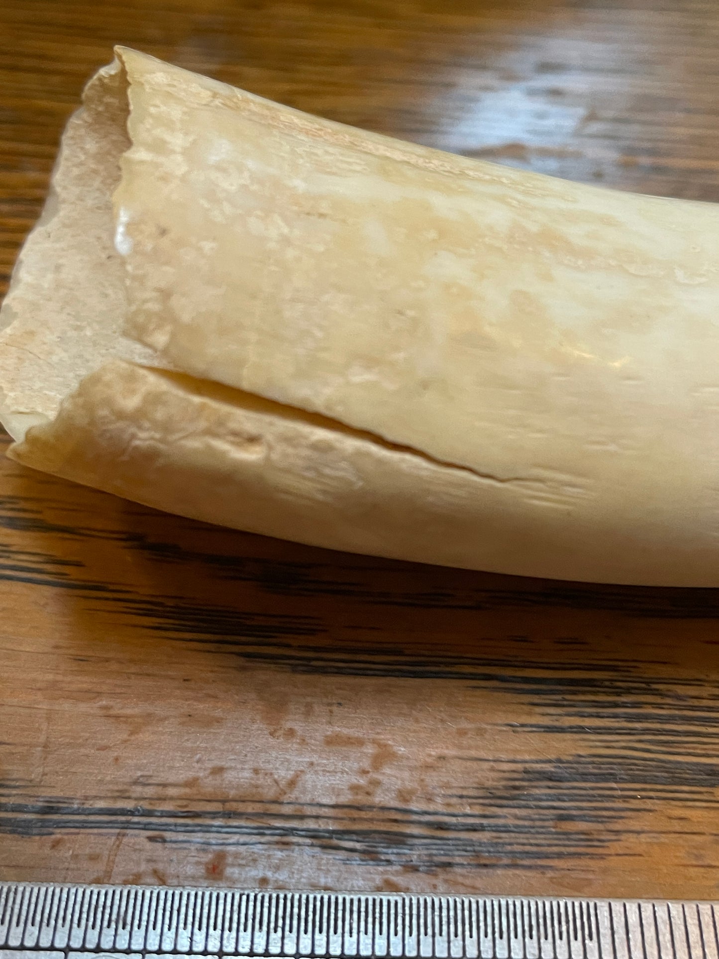 Unusual Semi Polished Sperm Whale Tooth