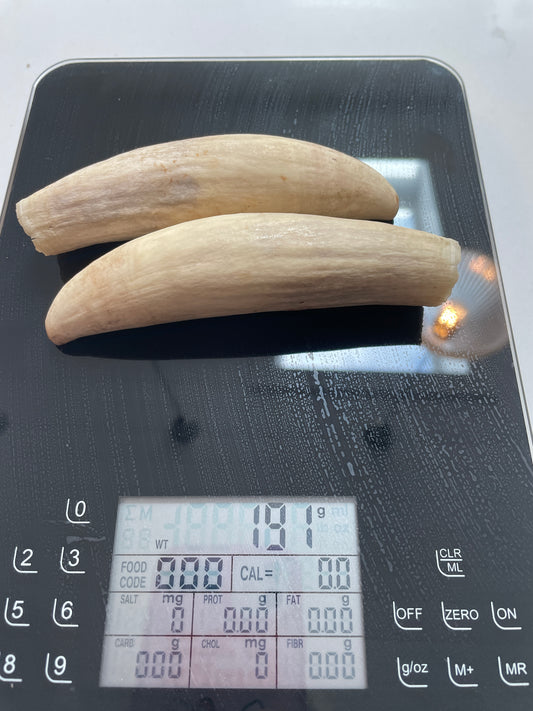 Pigeon Pair Of Sperm Whale Tooth