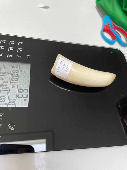 Sperm Whale Tooth 64