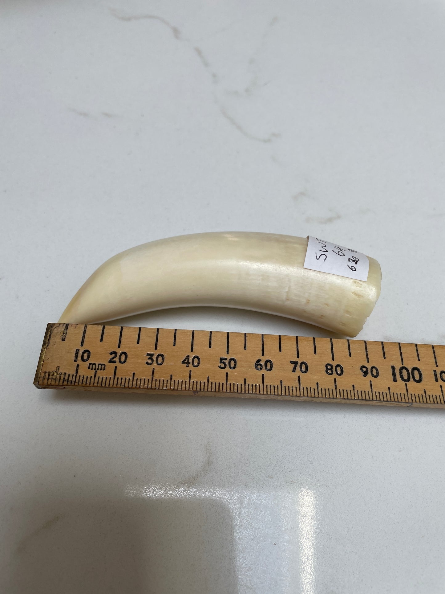 Sperm Whale Tooth 64