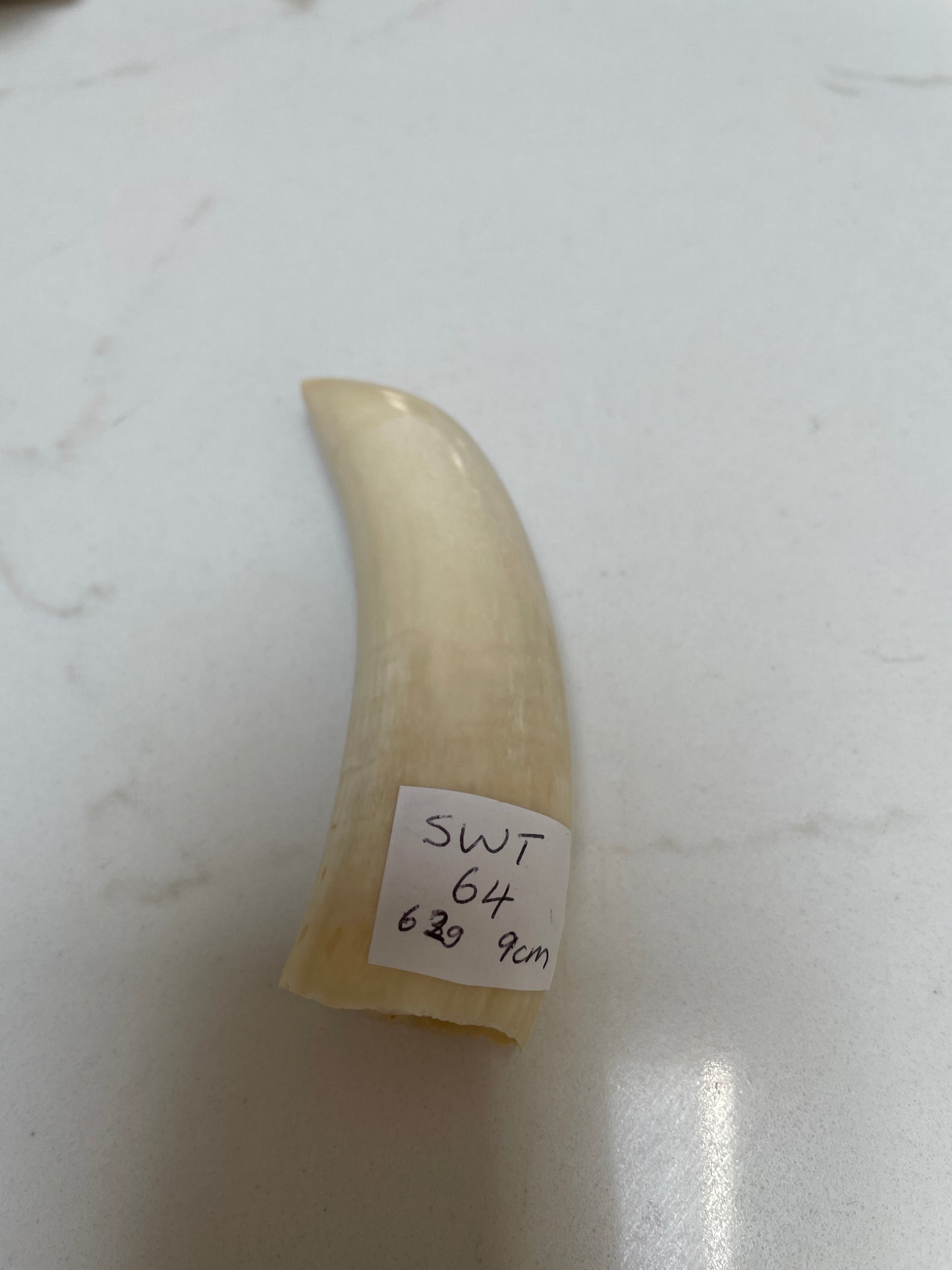 Sperm Whale Tooth 64