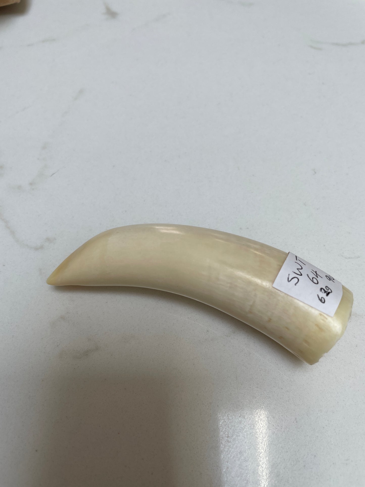 Sperm Whale Tooth 64
