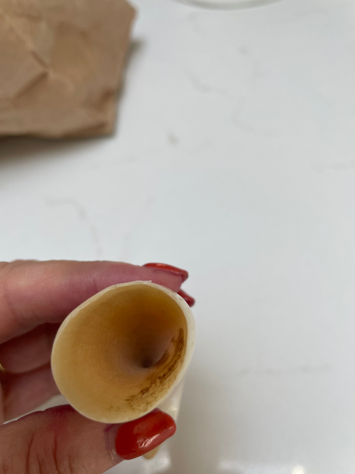 Sperm Whale Tooth 64