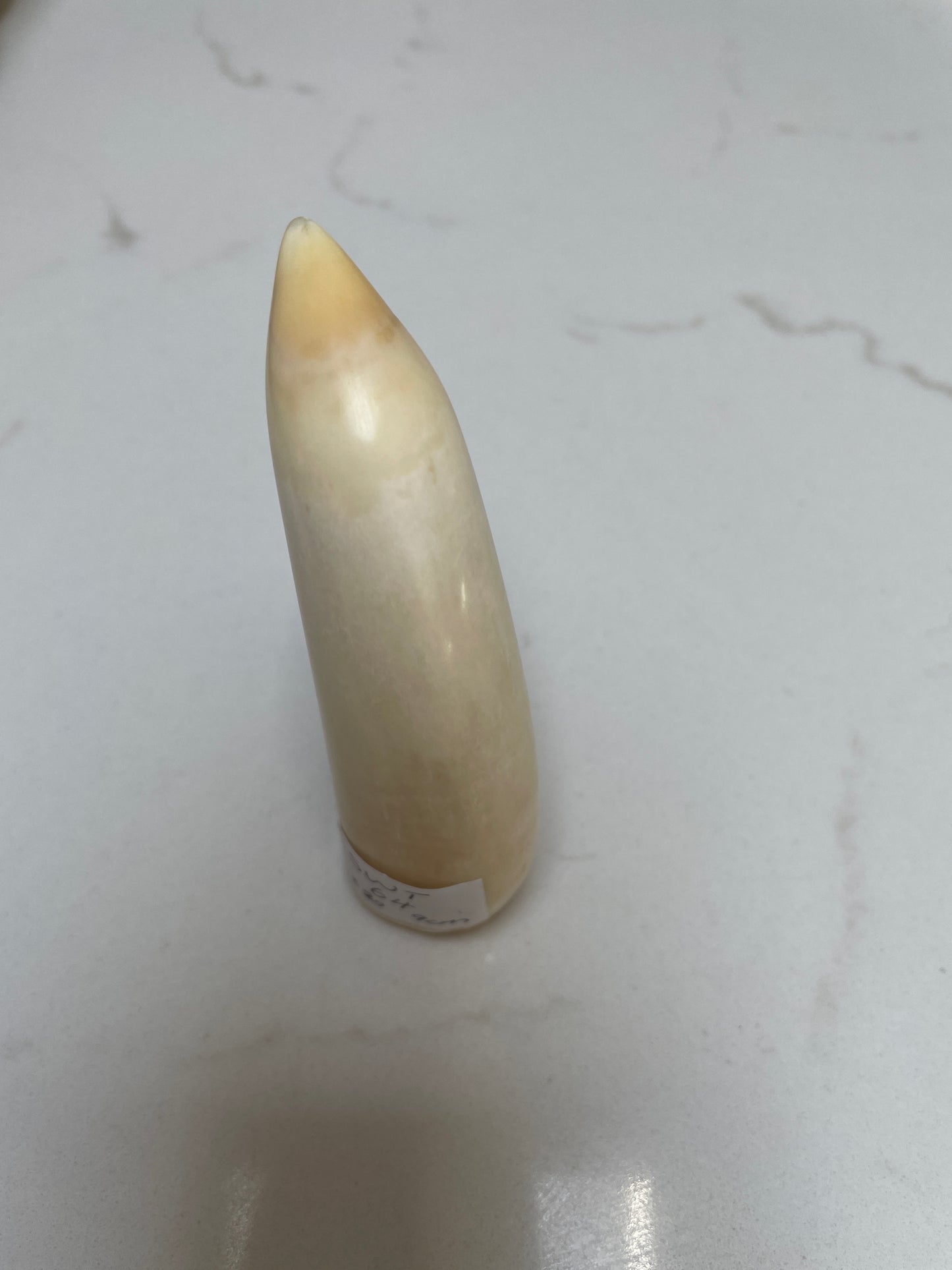 Sperm Whale Tooth 64