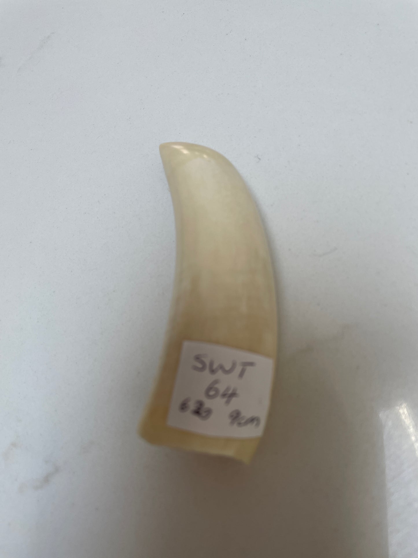 Sperm Whale Tooth 64