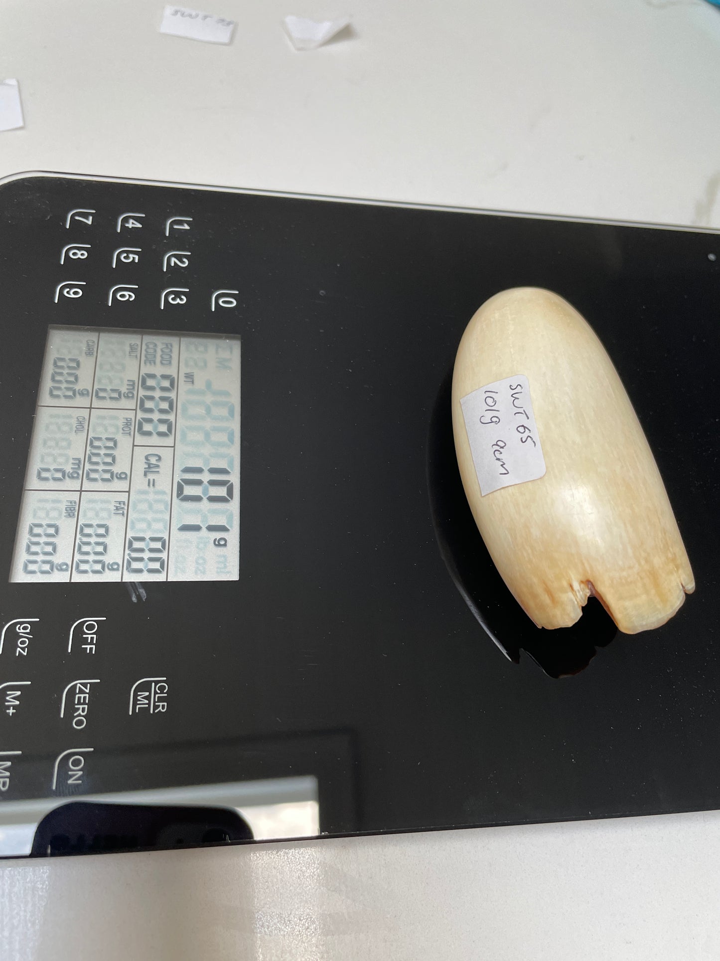 Sperm Whale Tooth 65