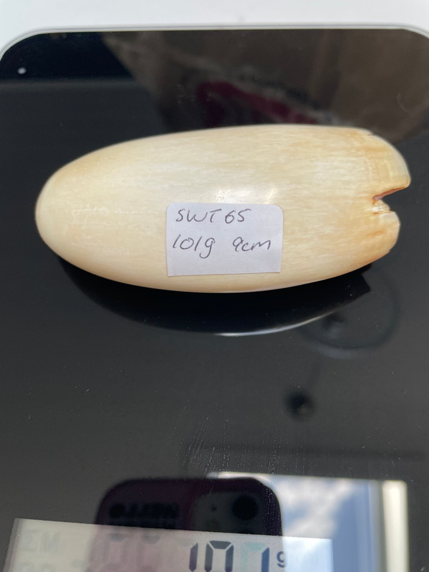 Sperm Whale Tooth 65