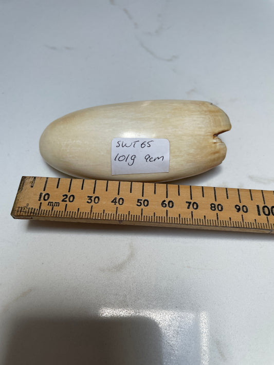 Sperm Whale Tooth 65