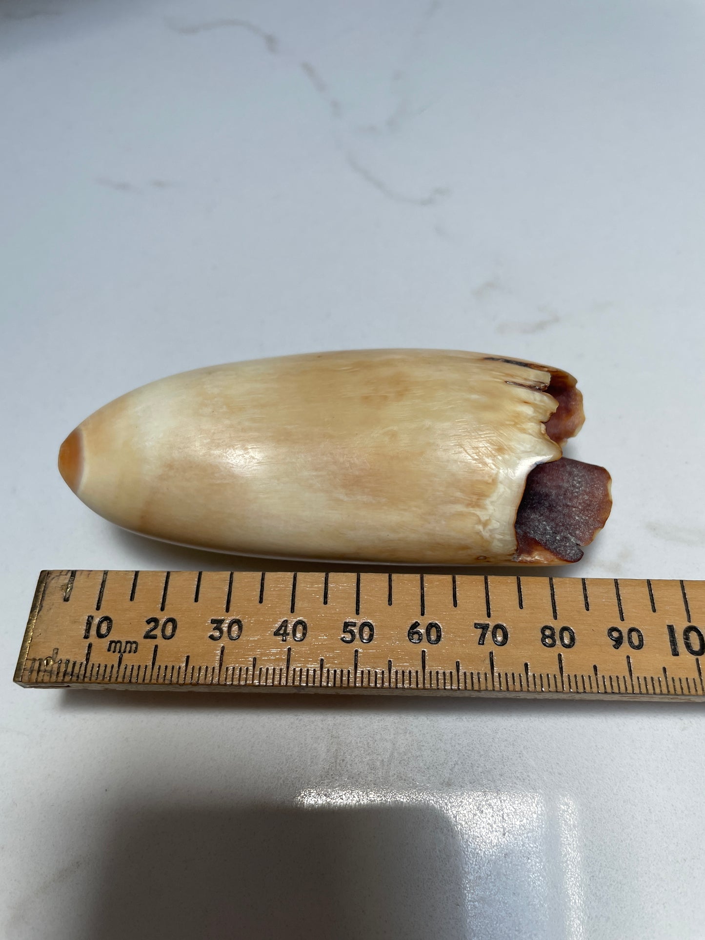 Sperm Whale Tooth 65