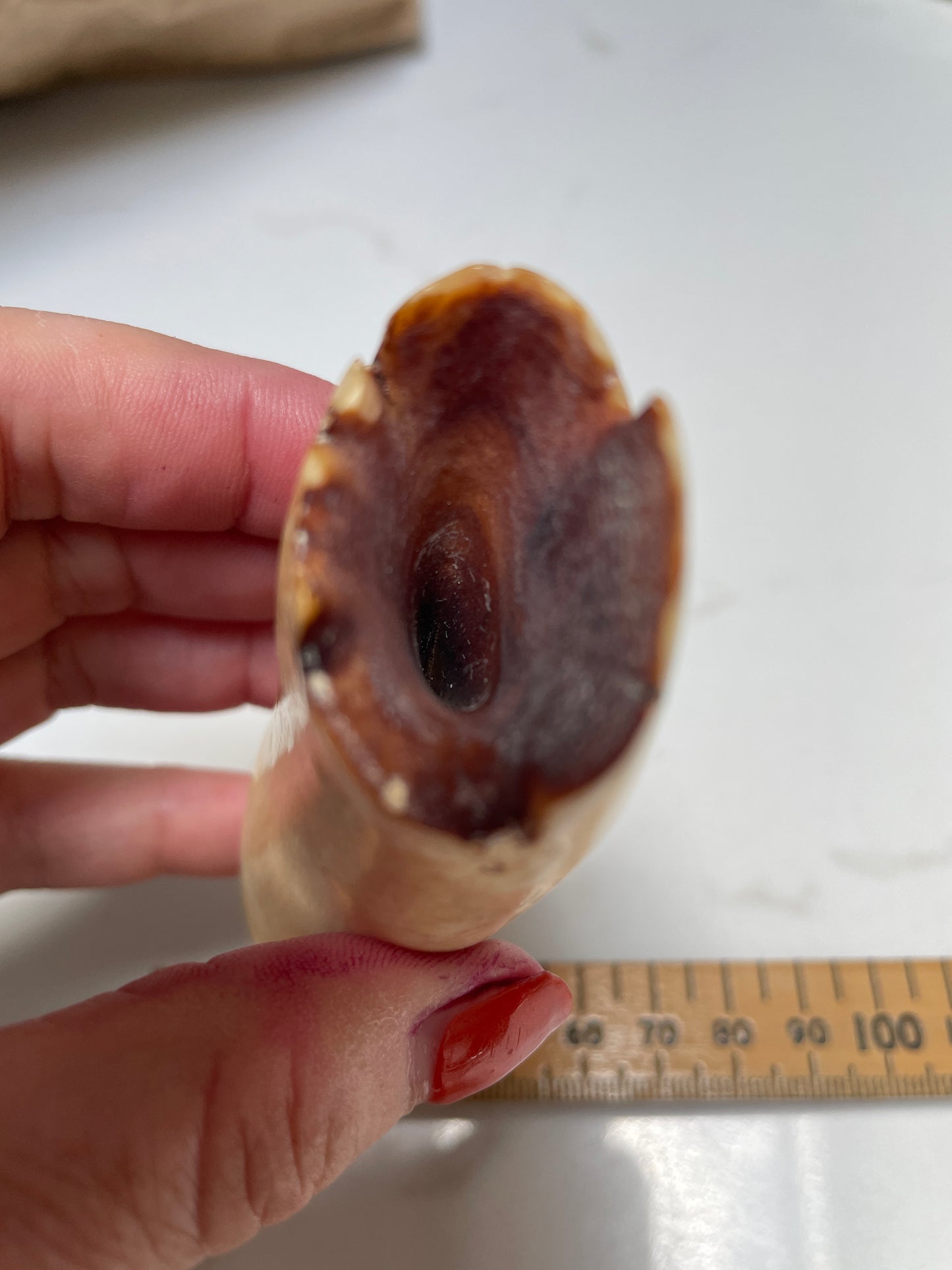 Sperm Whale Tooth 65