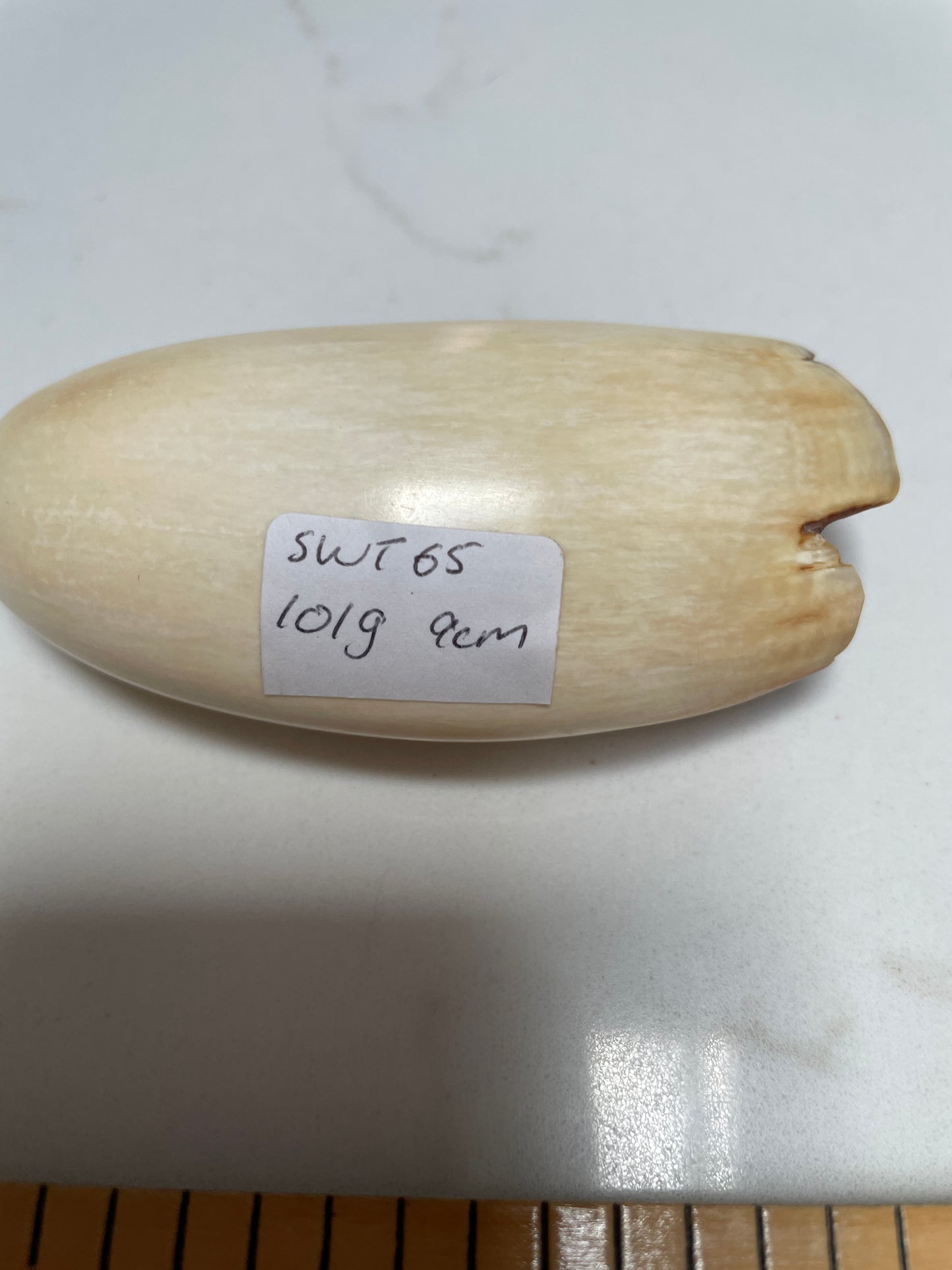 Sperm Whale Tooth 65