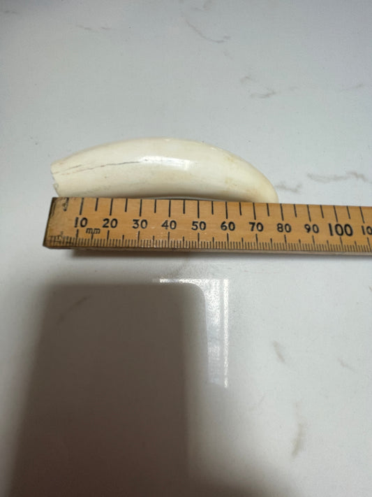 Sperm Whale Tooth 66