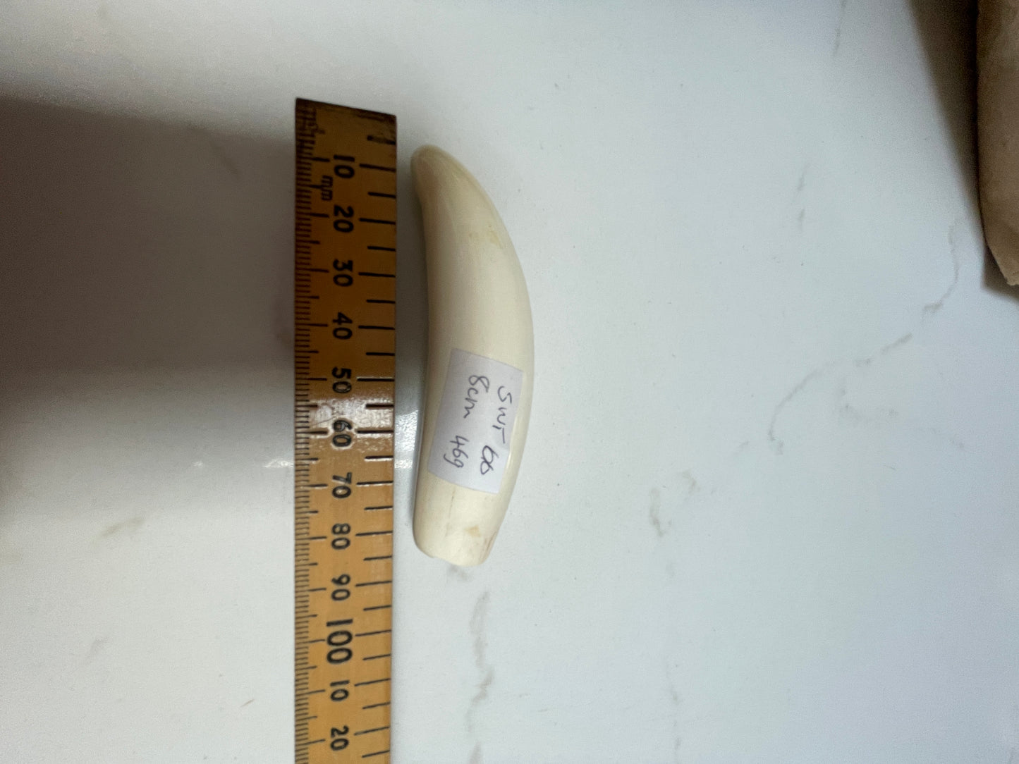 Sperm Whale Tooth 66