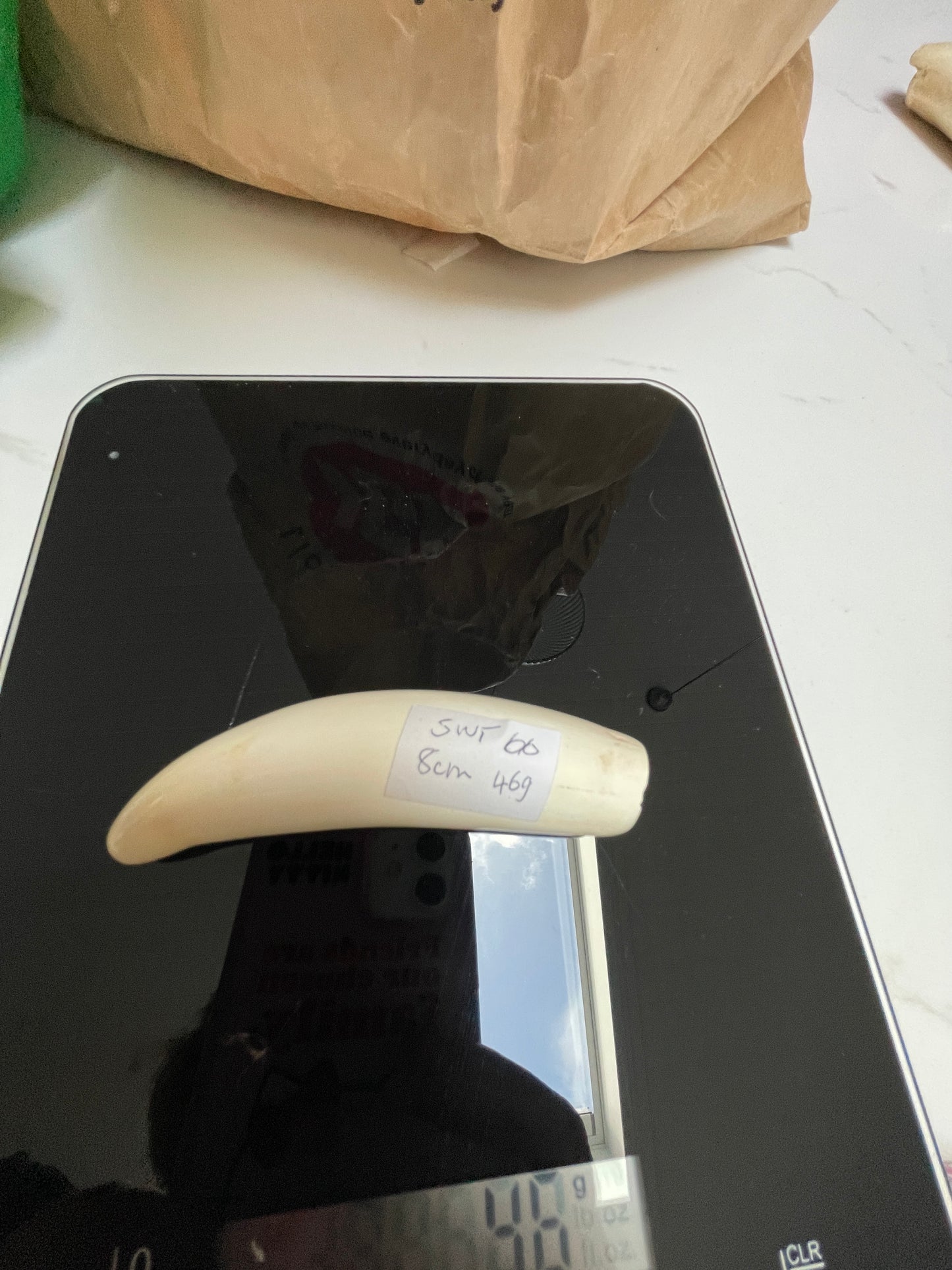 Sperm Whale Tooth 66