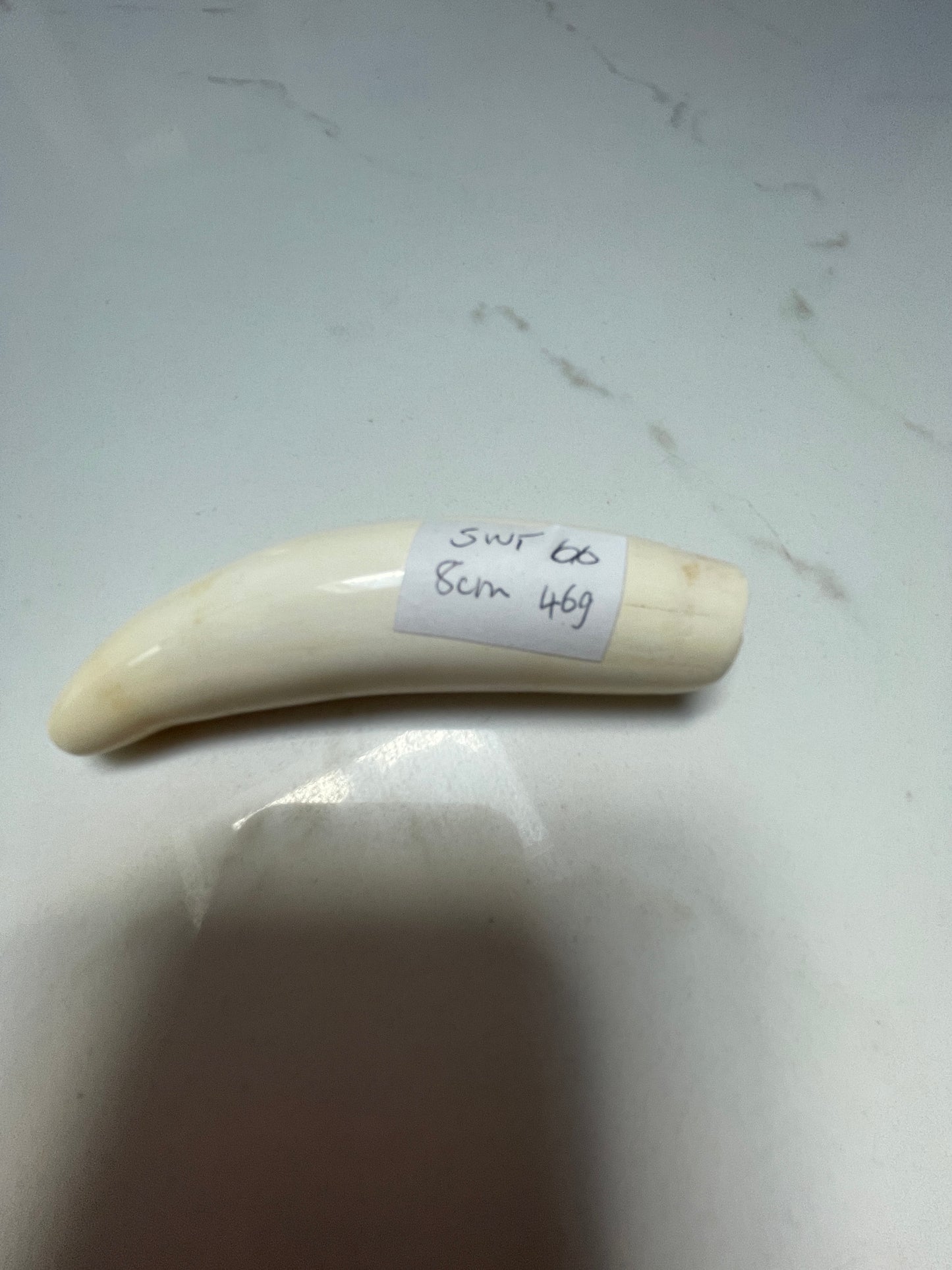 Sperm Whale Tooth 66