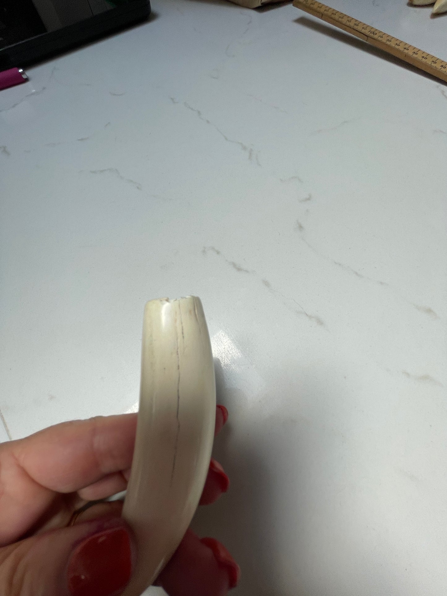 Sperm Whale Tooth 66