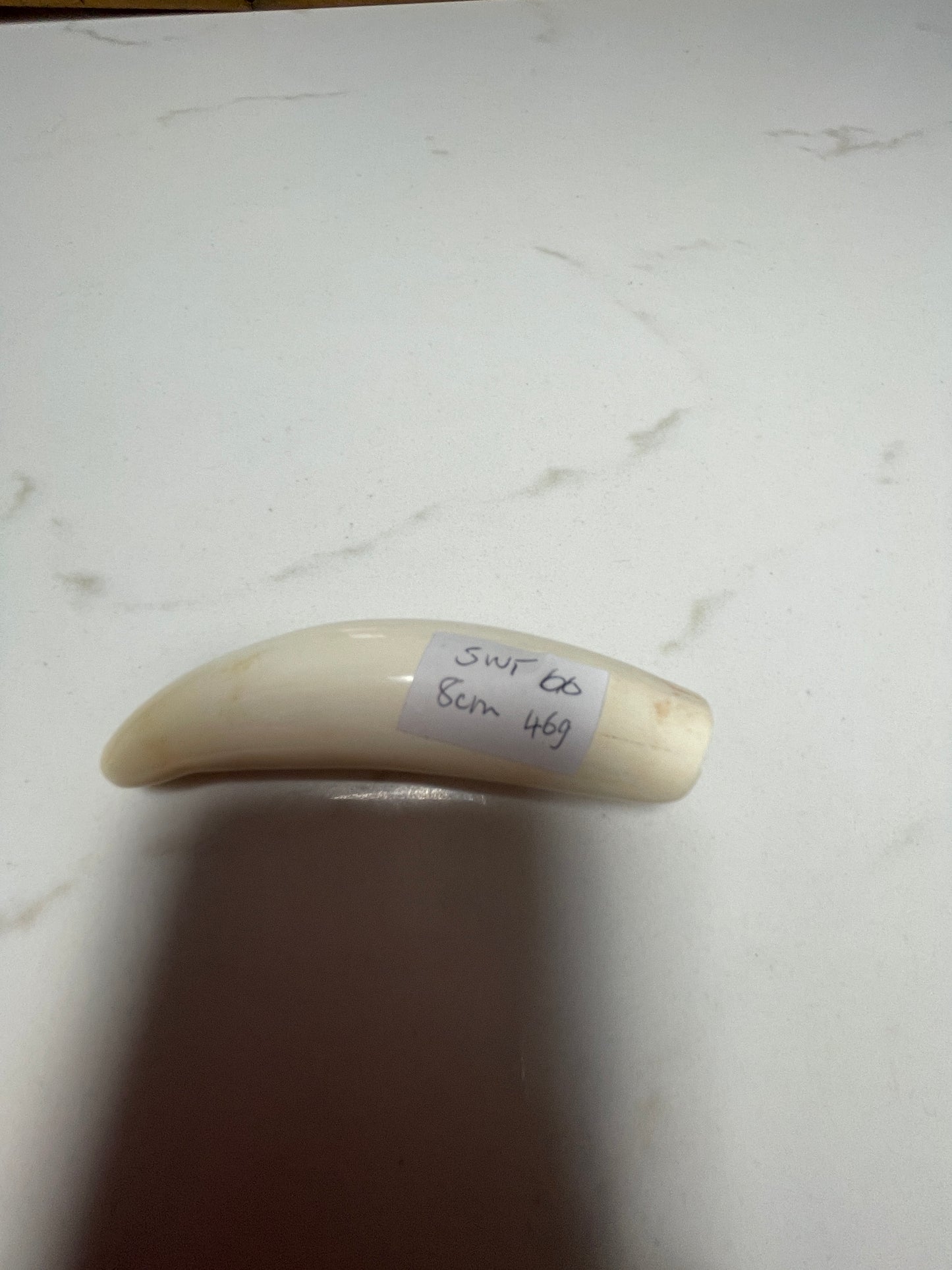 Sperm Whale Tooth 66