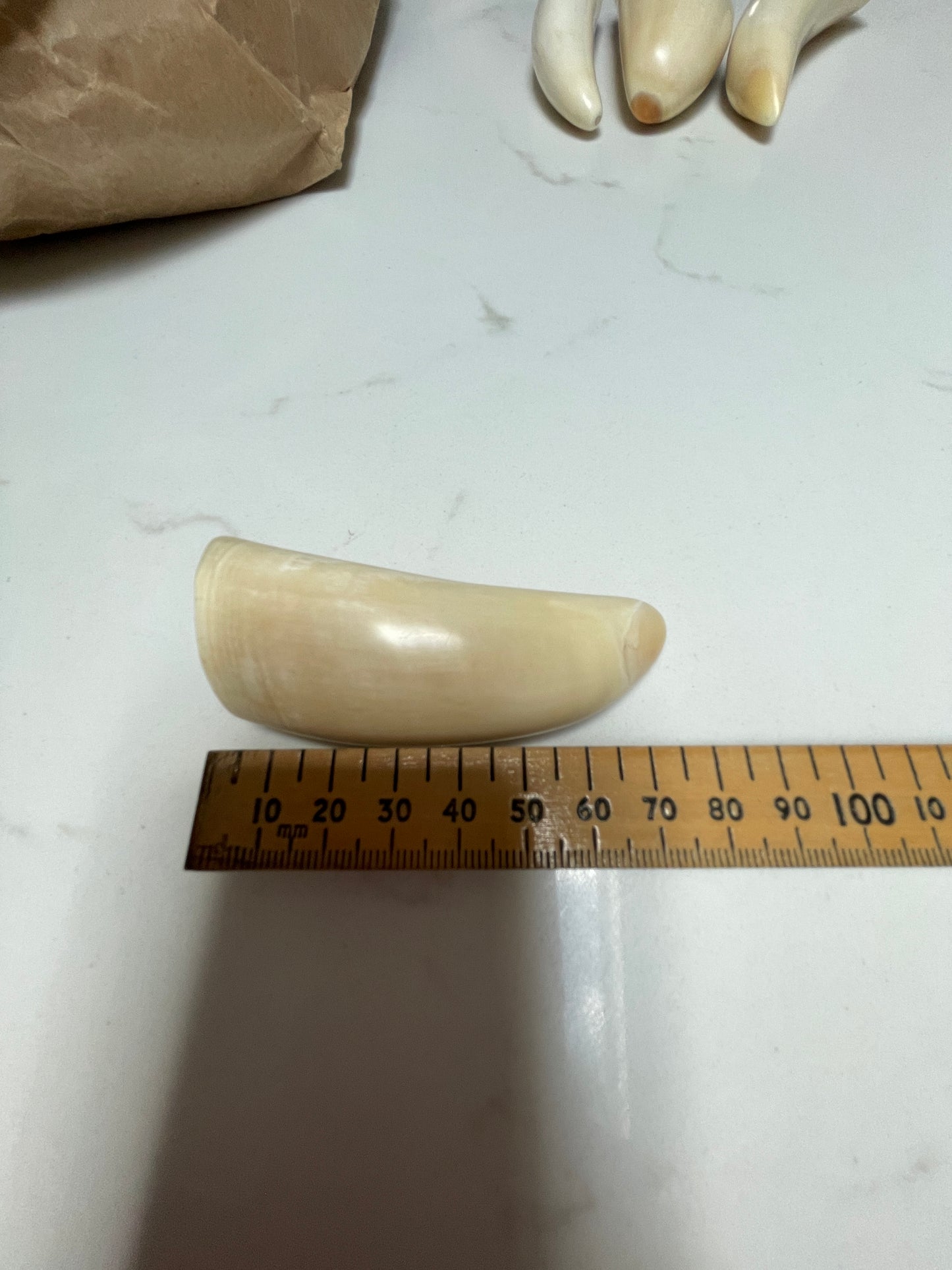 Sperm Whale Tooth 67