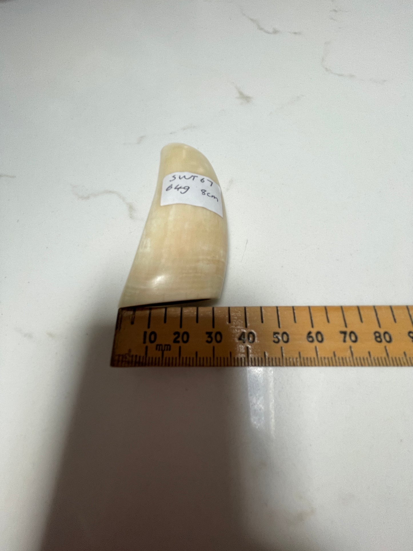 Sperm Whale Tooth 67