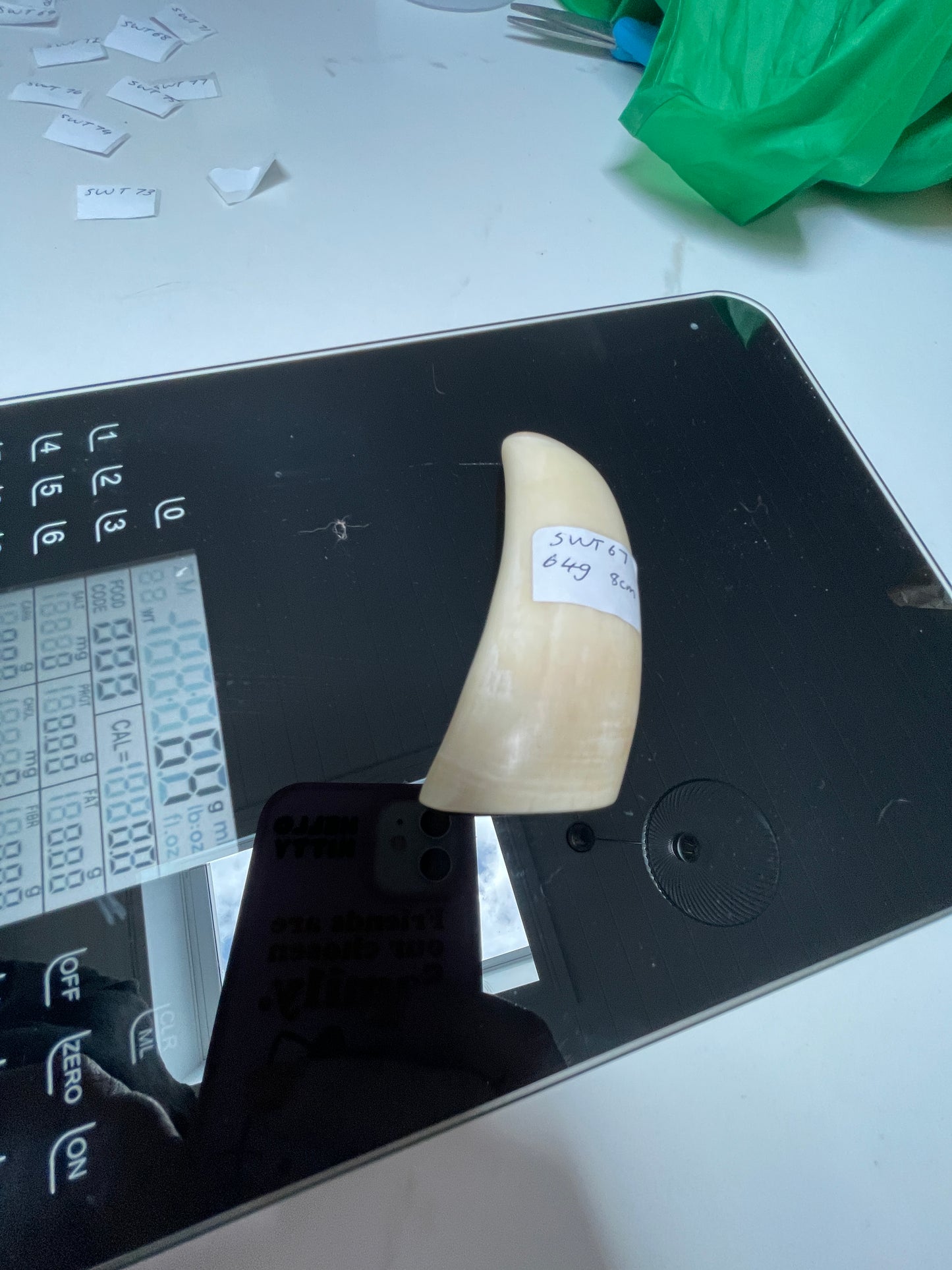 Sperm Whale Tooth 67