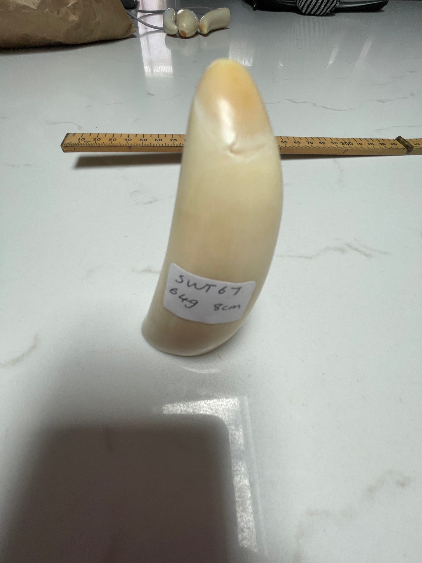 Sperm Whale Tooth 67