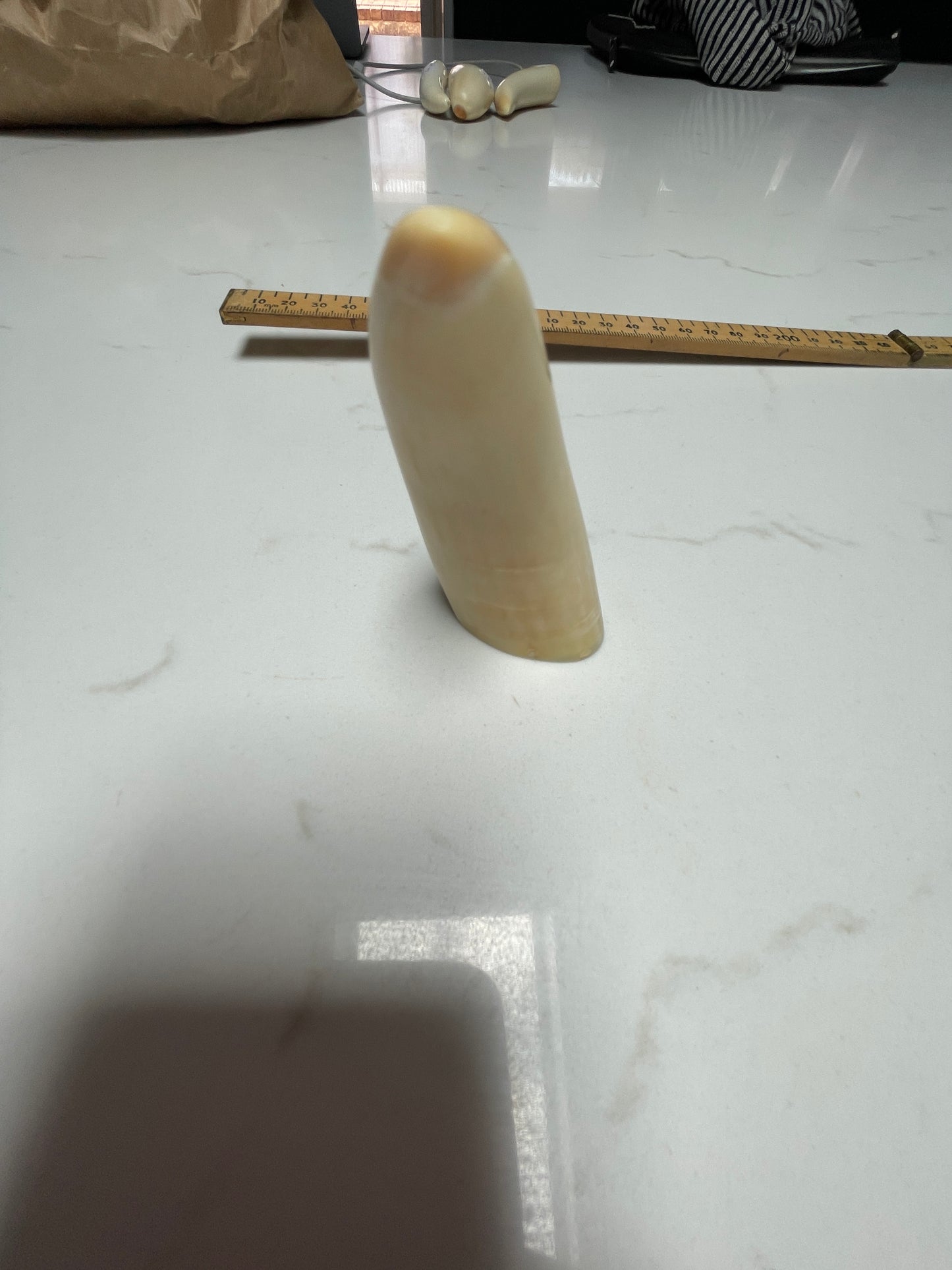 Sperm Whale Tooth 67