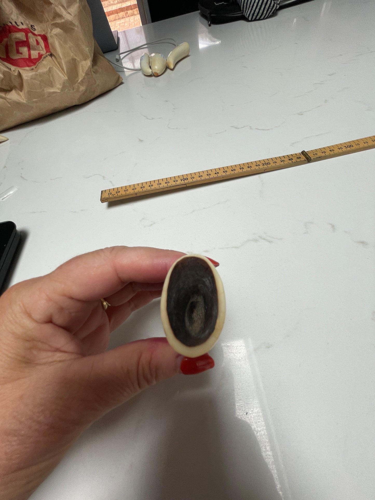 Sperm Whale Tooth 67