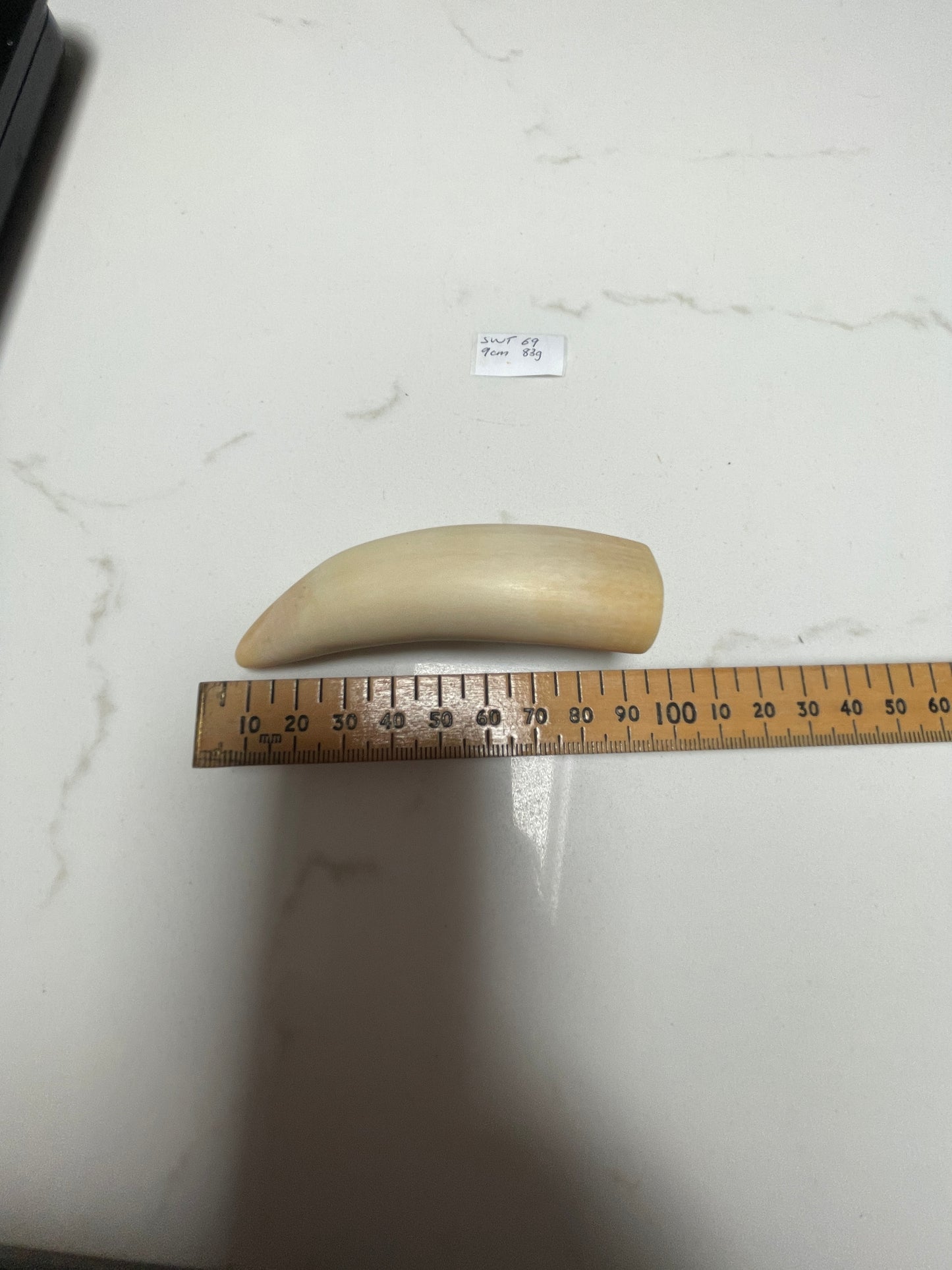 Lightly Polished Solid Sperm Whale Tooth
