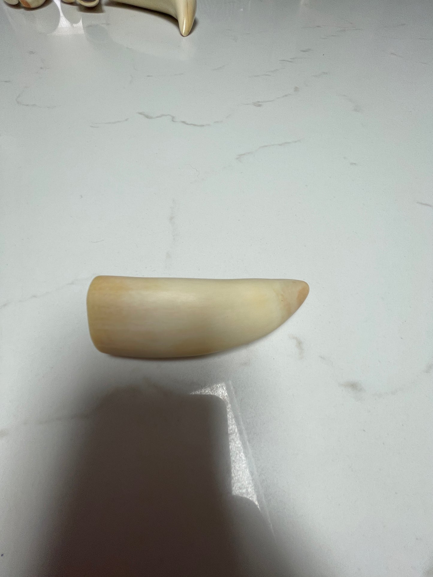 Lightly Polished Solid Sperm Whale Tooth