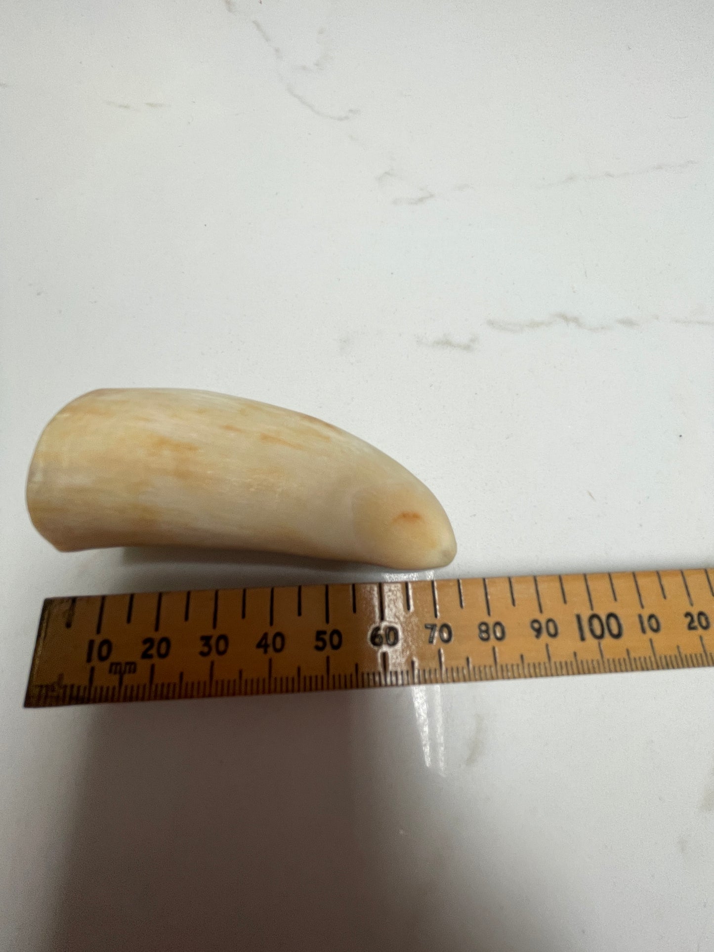 7cm Semi Polished Whale Tooth