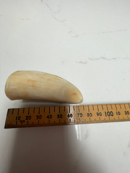 7cm Semi Polished Whale Tooth