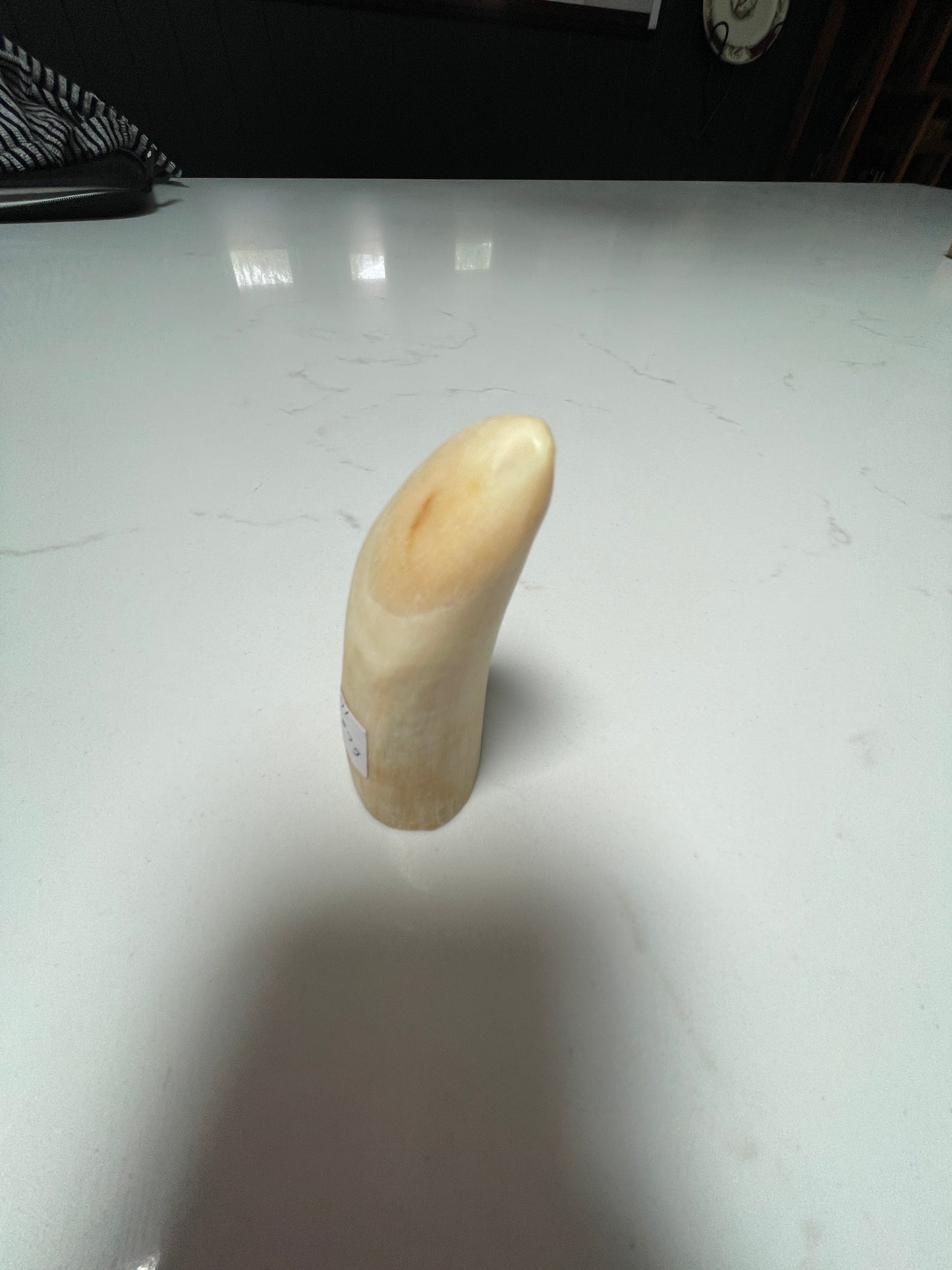 7cm Semi Polished Whale Tooth