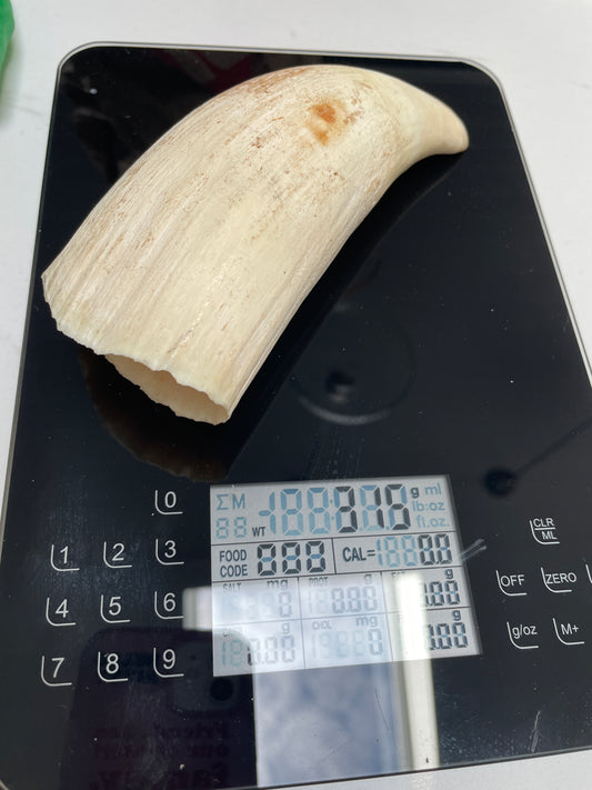Wide Unpolished Sperm Whale Tooth