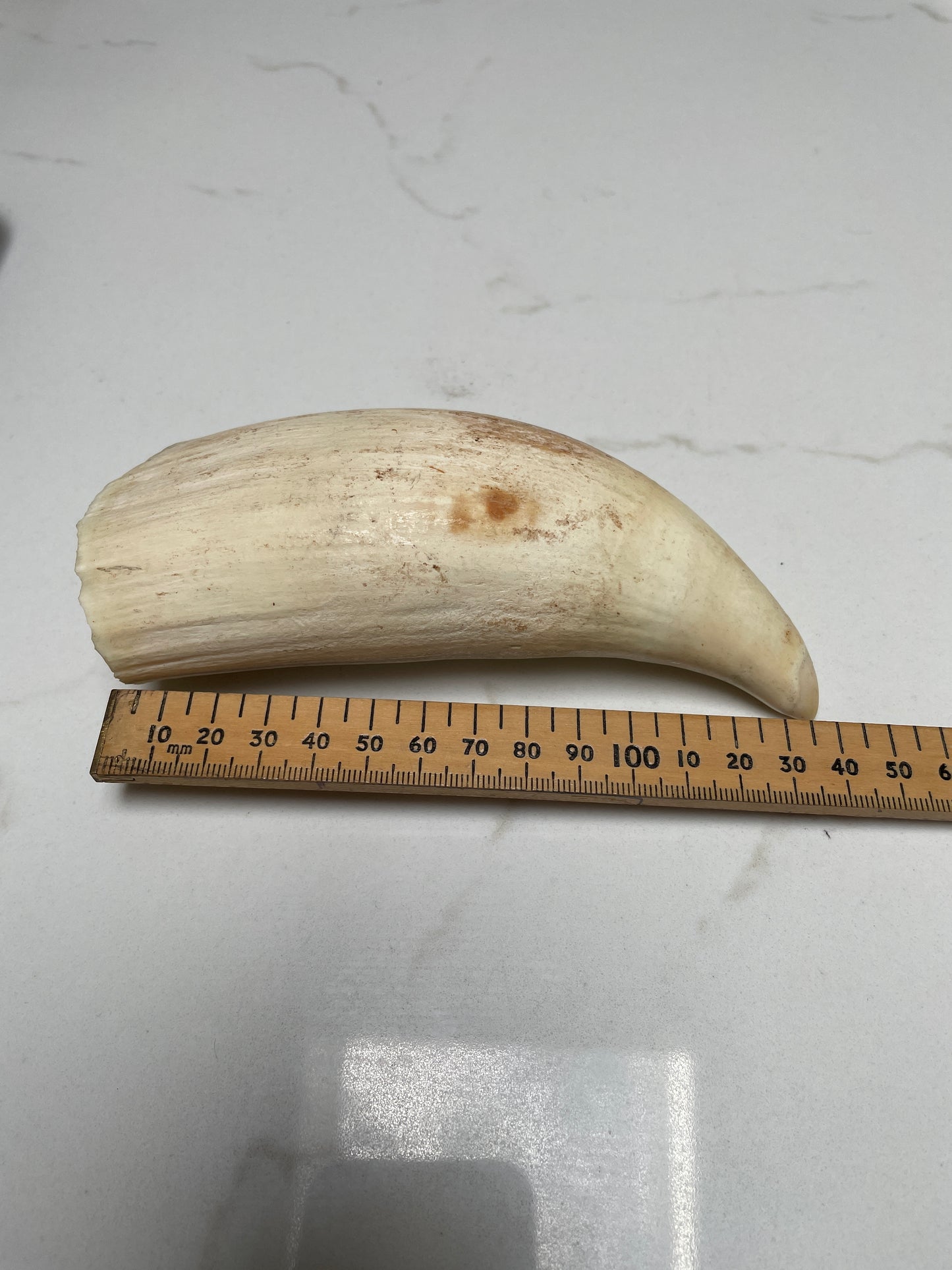 Wide Unpolished Sperm Whale Tooth