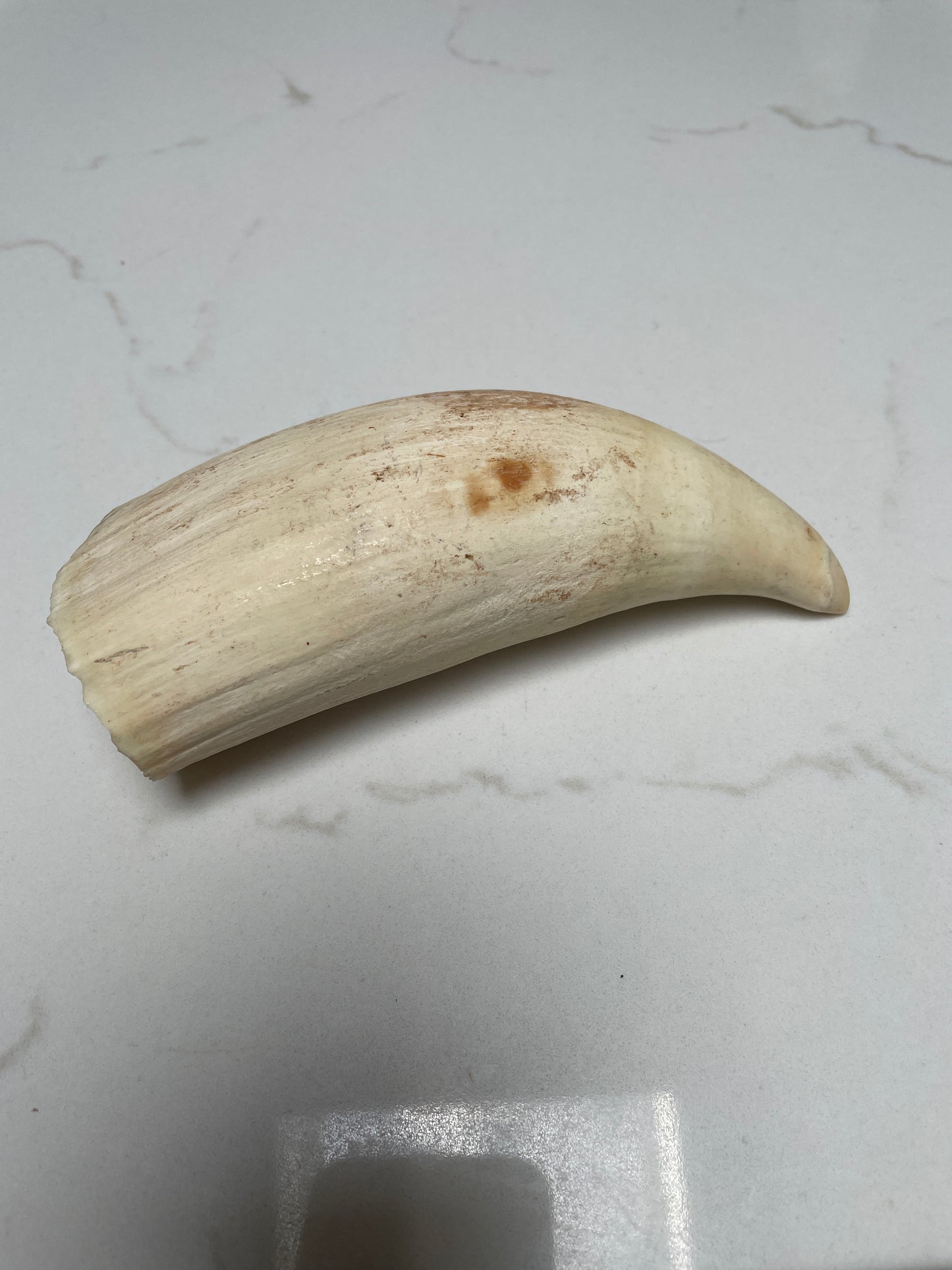 Wide Unpolished Sperm Whale Tooth
