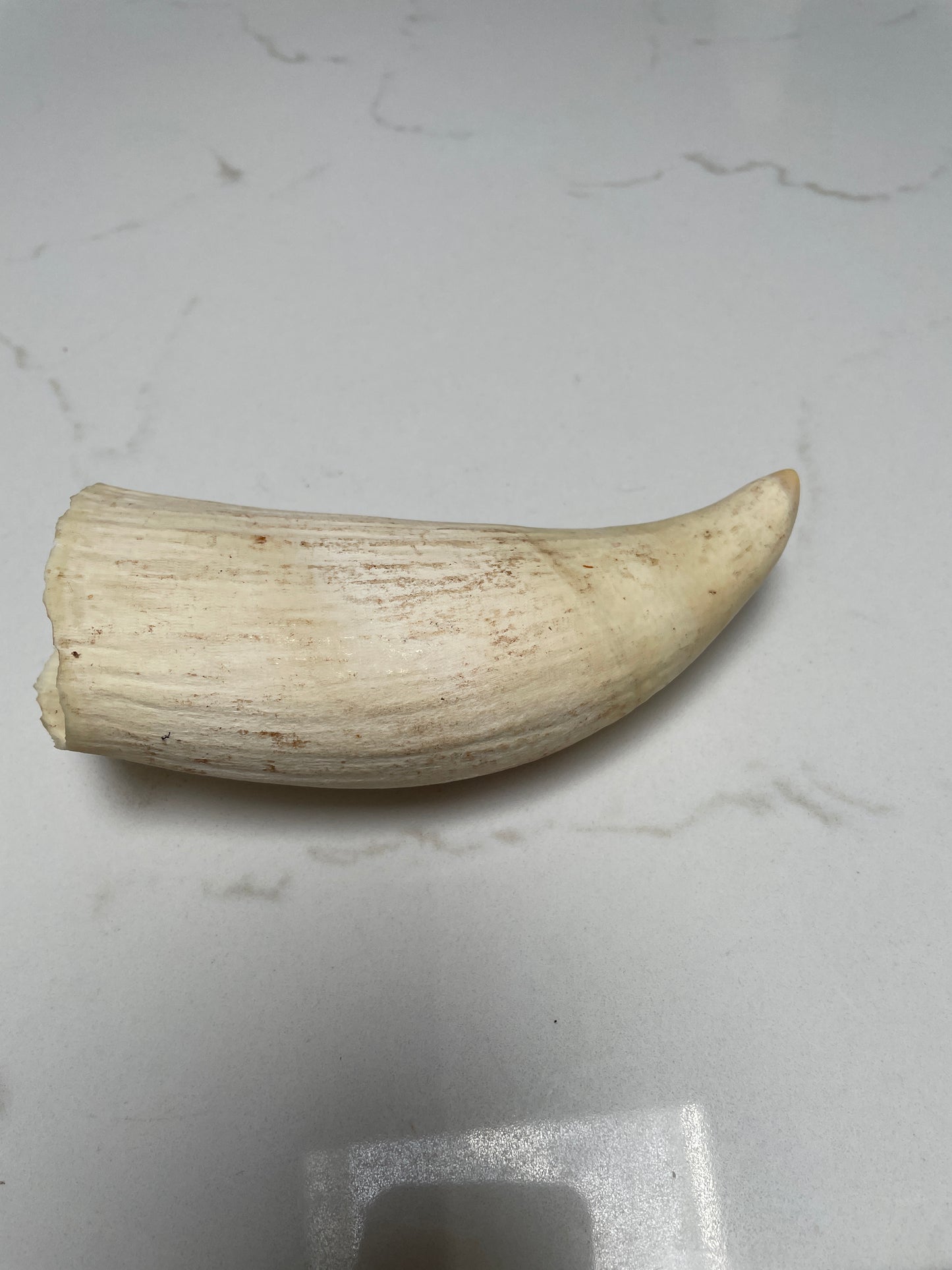 Wide Unpolished Sperm Whale Tooth