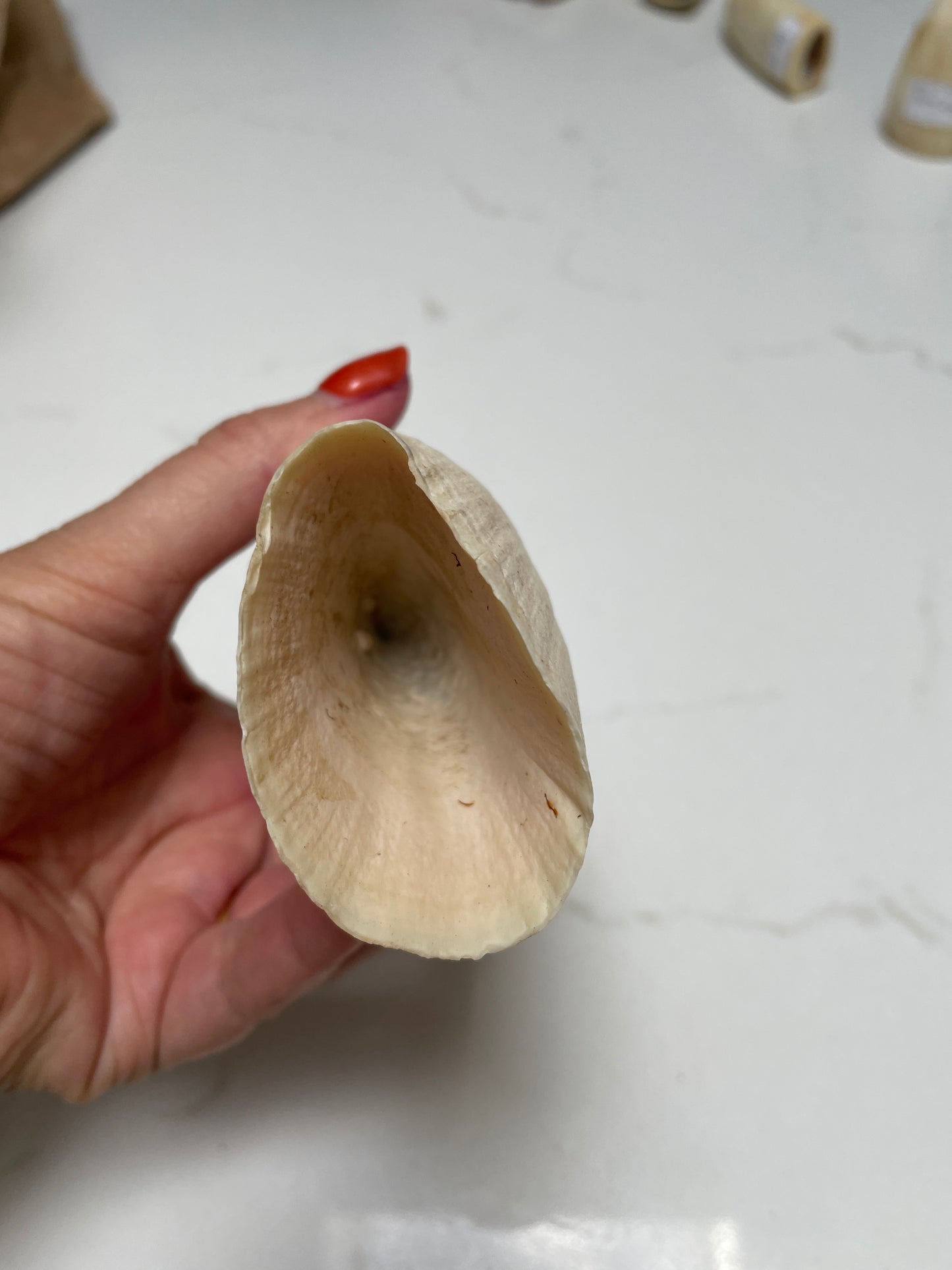 Wide Unpolished Sperm Whale Tooth