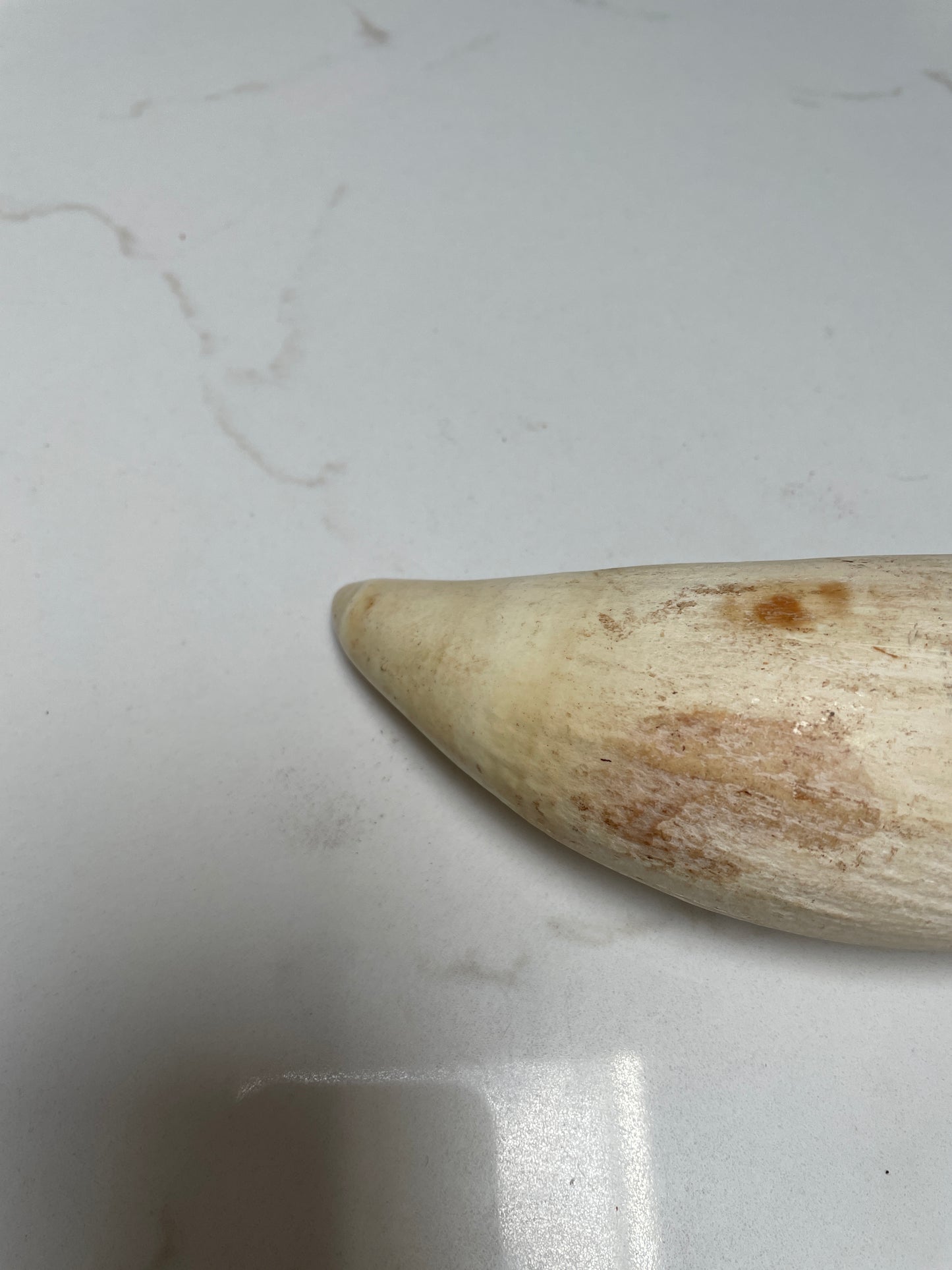 Wide Unpolished Sperm Whale Tooth