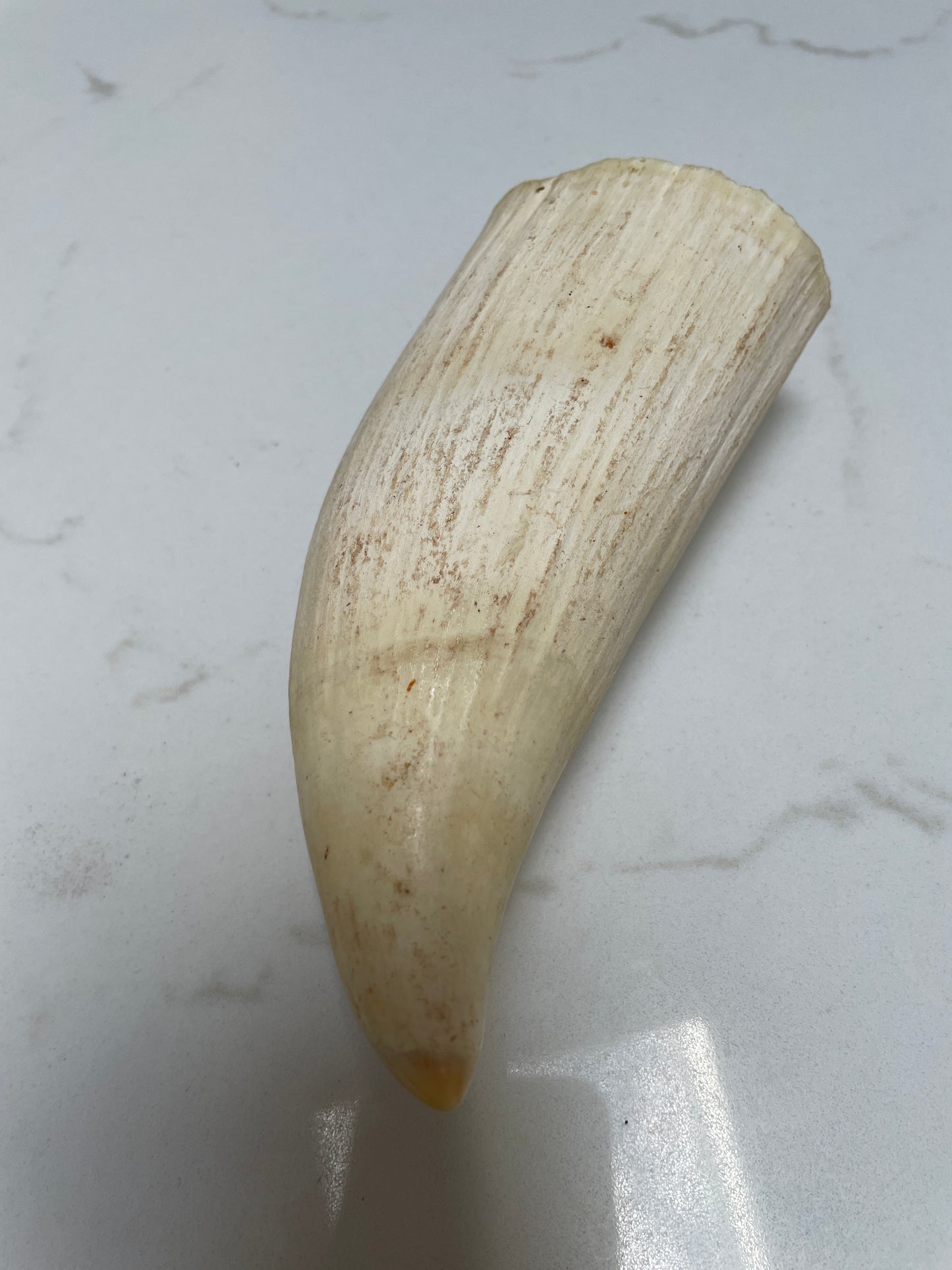Wide Unpolished Sperm Whale Tooth